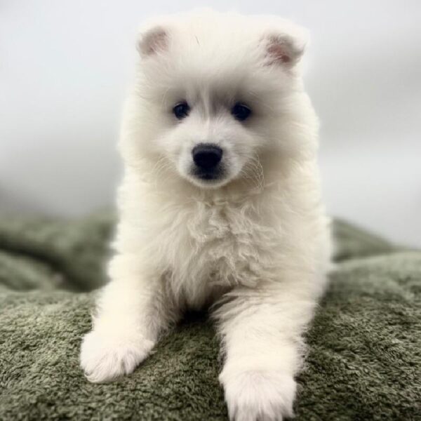 [#7089] White Male American Eskimo Dog DOG
