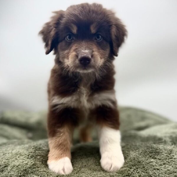 [#7087] Red Female Australian Shepherd DOG