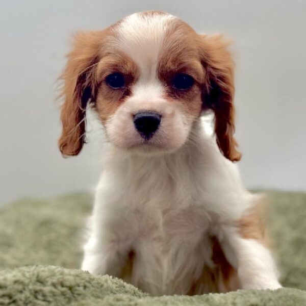 [#7088] Blenheim Male Cavalier King Charles Spaniel DOG