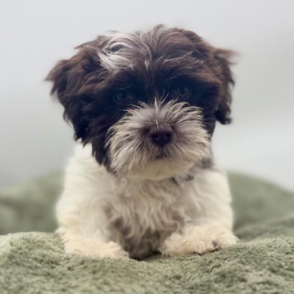 [#7081] Chocolate / White Female Havanese DOG