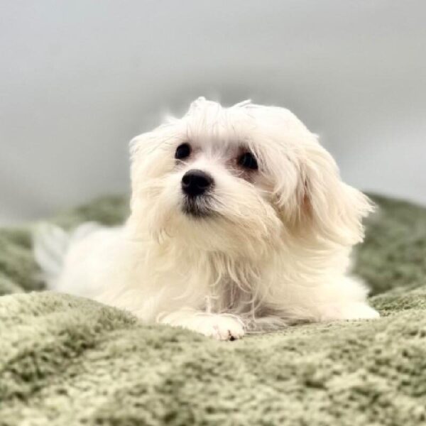 [#7076] White Male Maltese DOG