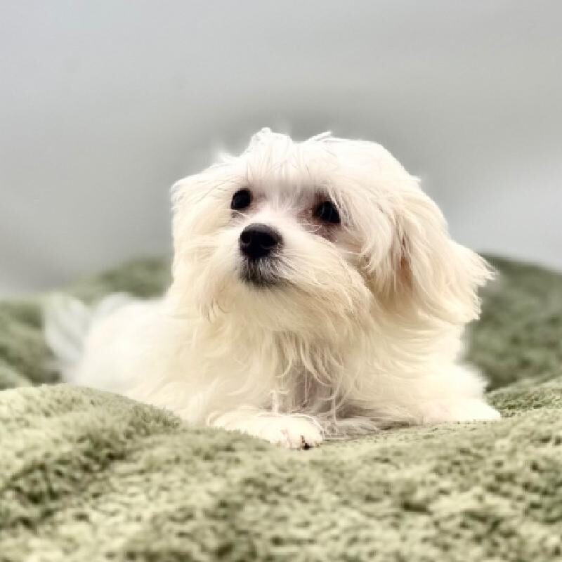 Maltese in Spring, TX