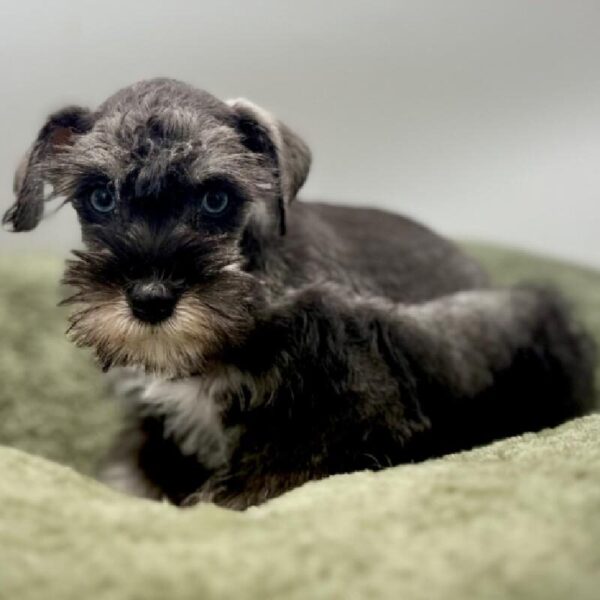 [#7083] Black Male Mini Schnauzer DOG
