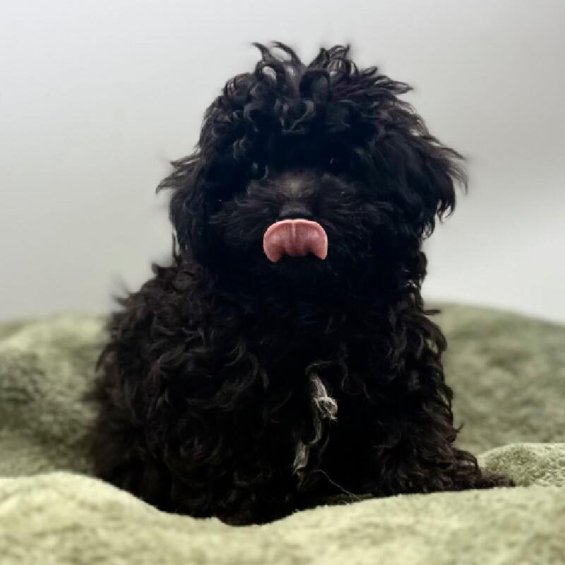 Poodle in Kingwood, TX
