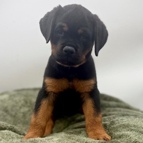 [#7085] Black / Tan Female Rottweiler DOG