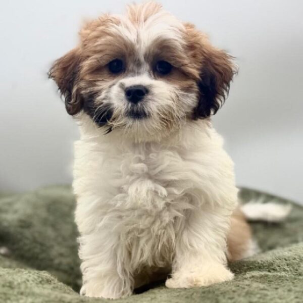 [#7079] Brown / White Female Teddy Bear DOG