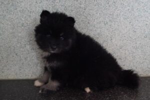 Petland Woodlands, TX Pomsky puppy available