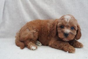 Petland Woodlands, TX Cavapoo puppy available