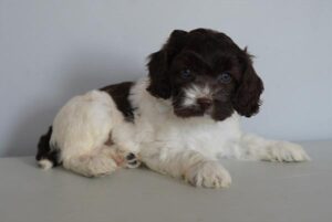 Cockapoo – 7112