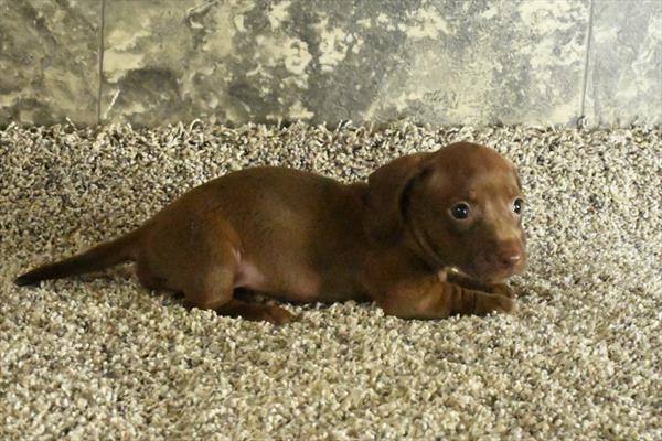 Dachshund in Montgomery, TX