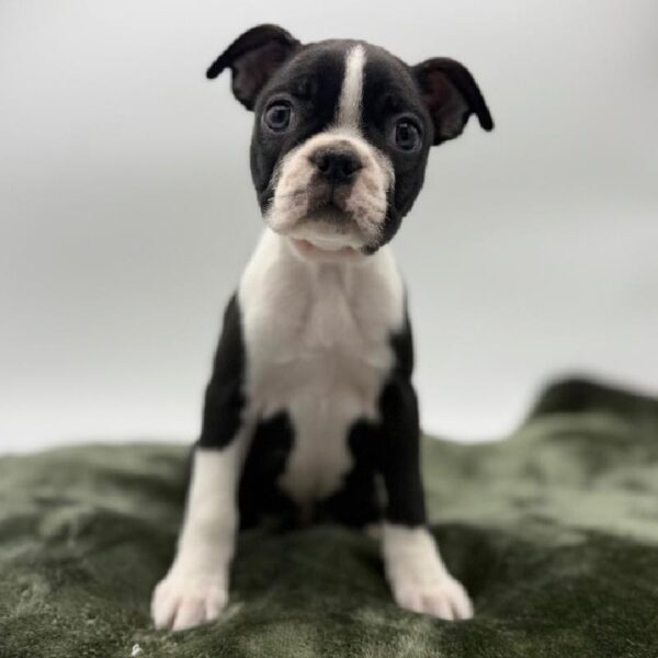 [#7116] Black / White Female Boston Terrier DOG