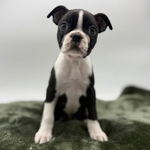 [#7116] Black / White Female Boston Terrier DOG