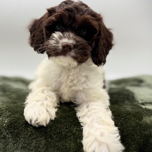[#7112] Chocolate Male Cockapoo DOG