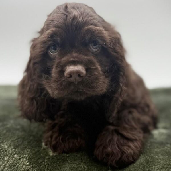 Cocker Spaniel - 7119 photo 1