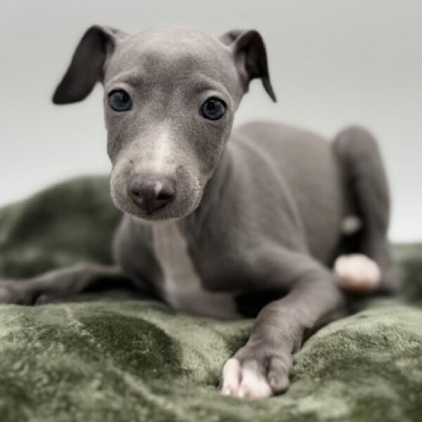 [#7115] Blue Male Italian Greyhound DOG