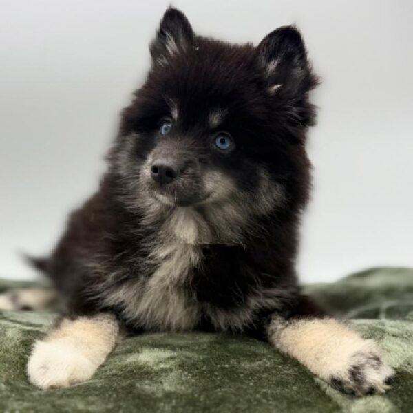 [#7107] Black / Tan Female Pomsky DOG