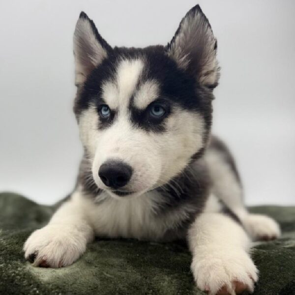 [#7117] Black / White Female Siberian Husky DOG