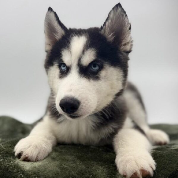 [#7117] Black / White Female Siberian Husky DOG