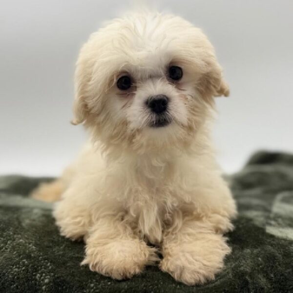 [#7105] Cream Female Teddy Bear DOG
