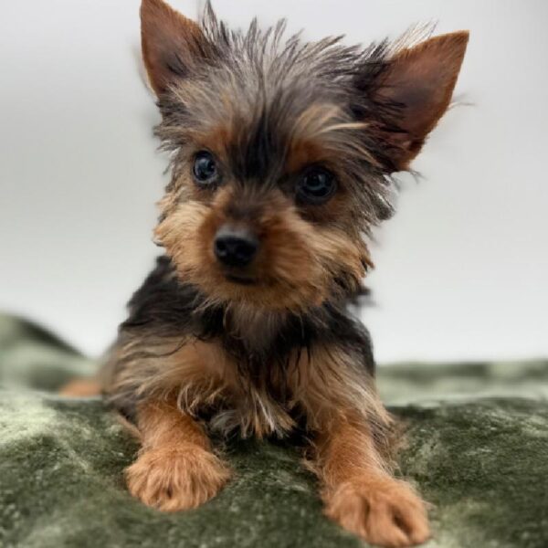 [#7106] Black / Tan Male Yorkie DOG