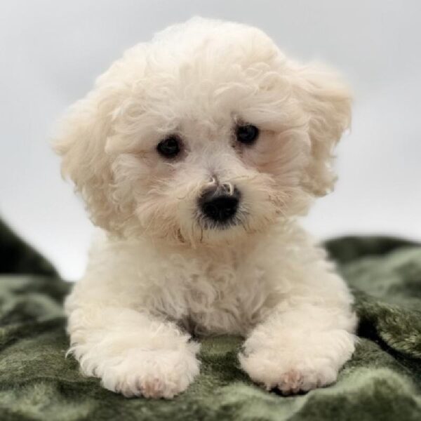 [#7110] White Female Bichon DOG