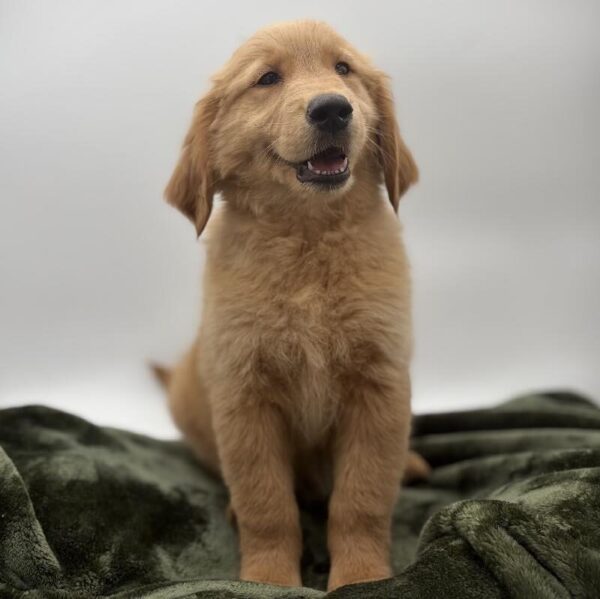[#7121] Red Female Golden Retriever DOG