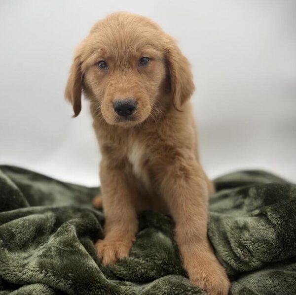 [#7120] Red Male Golden Retriever DOG