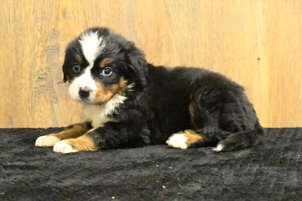 Bernese Mountain Dog - 7123 photo 2