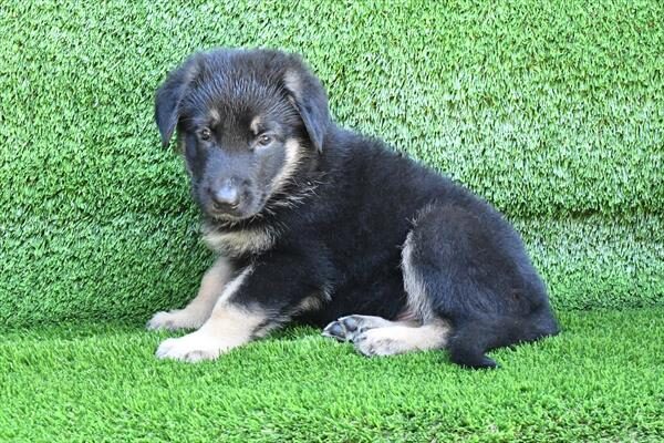 German Shepherd - 7125 photo 2