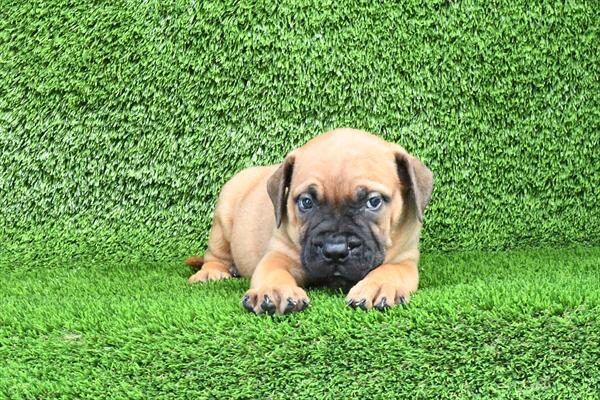 Bullmastiff - 7124 photo 2