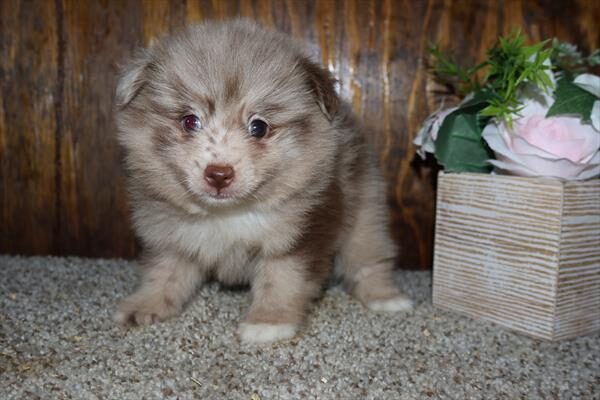 Pomeranian - 7126 photo 2