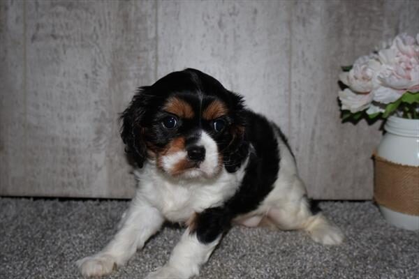 Cavalier King Charles Spaniel - 7129 photo 2