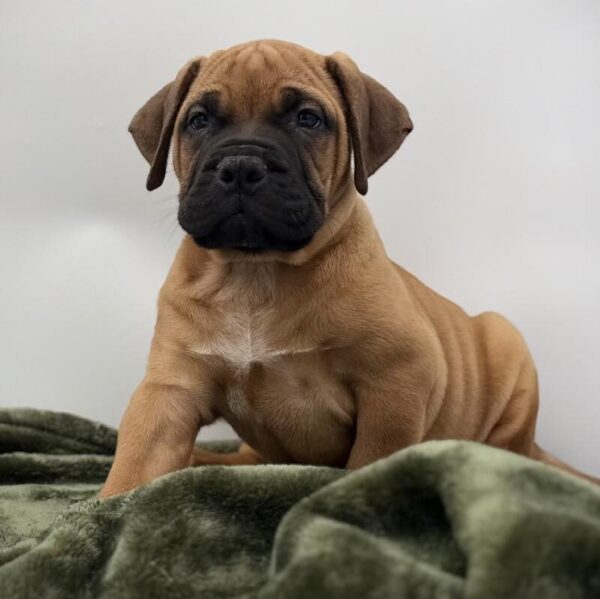 [#7124] Apricot Female Bullmastiff DOG