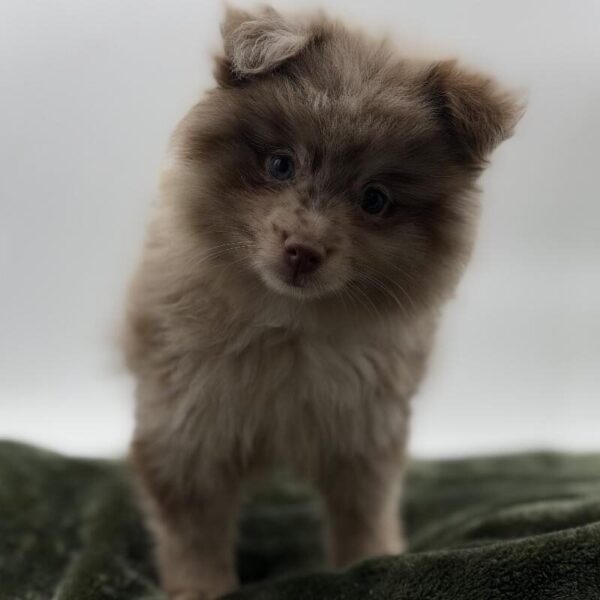 [#7126] Chocolate / Tan Male Pomeranian DOG