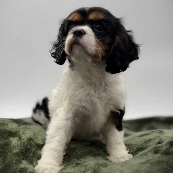[#7129] Tri-Colored Female Cavalier King Charles Spaniel DOG