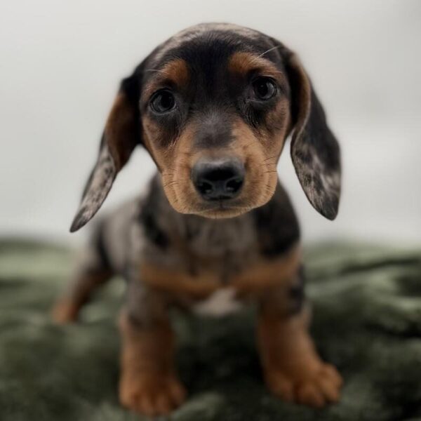 [#7130] Blue Merle Male Dachshund DOG