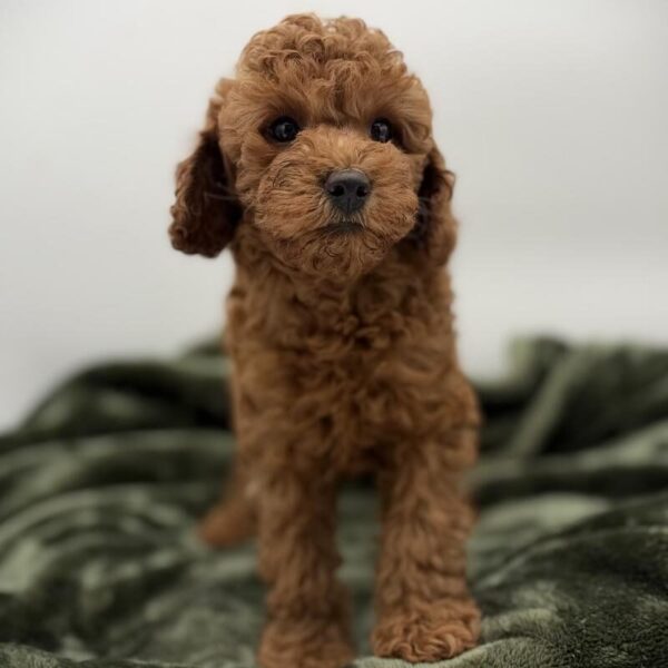 [#7128] Golden Male Goldendoodle 2 Gen DOG