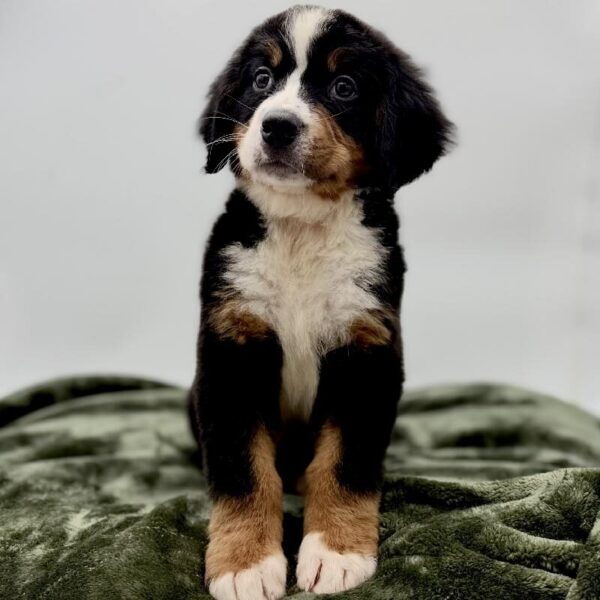[#7123] Black Female Bernese Mountain Dog DOG