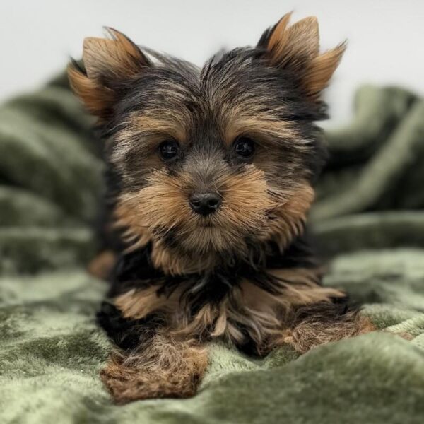 [#7122] Black/Tan Male Yorkie DOG