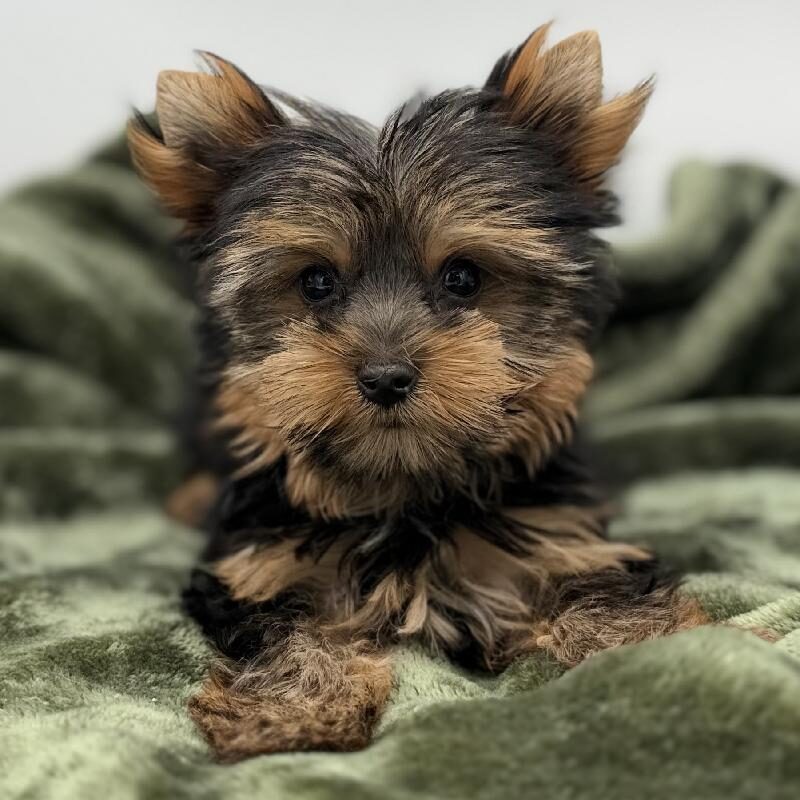 Yorkie – 7122