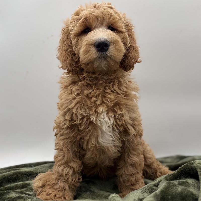 Mini Goldendoodle 2nd Gen – 7127