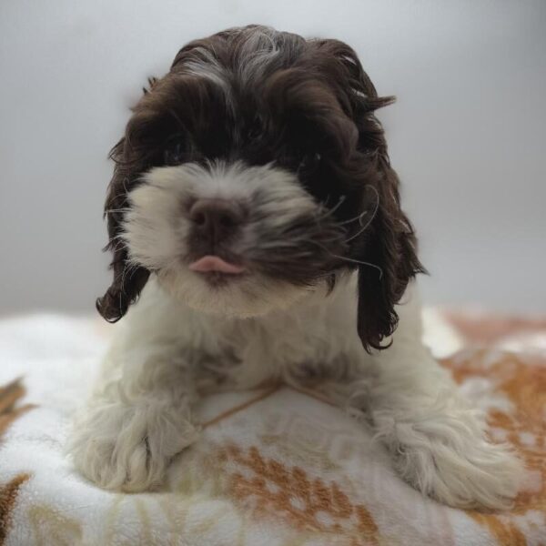 [#7155] Chocolate Female Cockapoo DOG