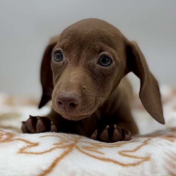 [#7150] Red Female Dachshund DOG