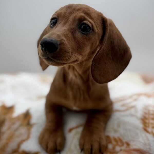 [#7158] Red Male Dachshund DOG
