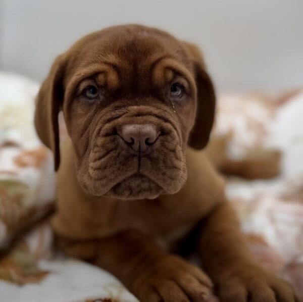 [#7159] Red Female Dogue De Bordeaux DOG