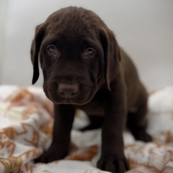 [#7153] Chocolate Male Labrador Retriever DOG