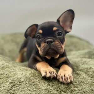 French Bulldog puppy available now