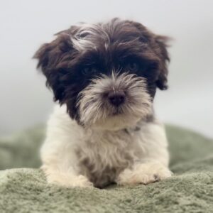 Havanese puppy available now