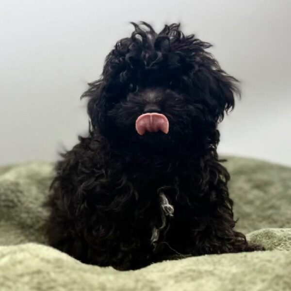 [#7078] Black Male Poodle DOG