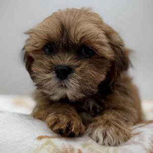 Lhasa Apso puppy available now